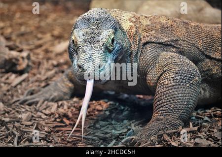 Komodo Dragon - Gestellt, Zunge Heraus Stockfoto