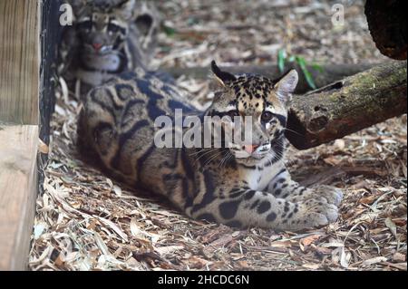 Junger Getrübter Leopard, Liegend Stockfoto