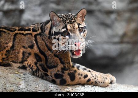 Wolkige Leopardenbeobachtung, Offener Mund Stockfoto