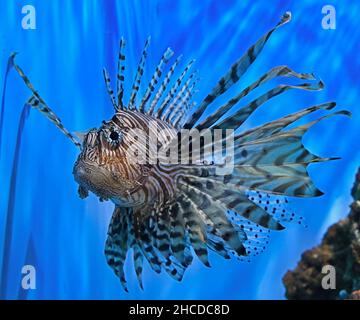Red Lionfish Schwimmen und beobachten, Nahaufnahme Stockfoto