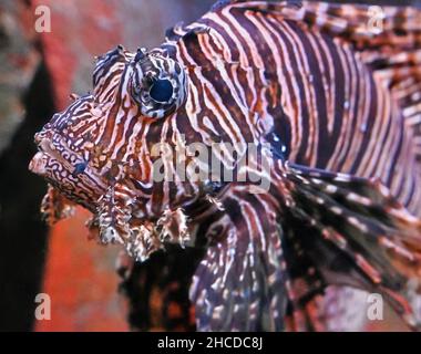 Red Lionfish Schwimmen und beobachten, Nahaufnahme Stockfoto