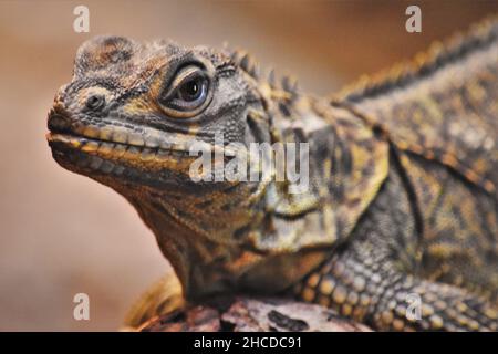 Philippine Sail-Finned Lizard Close Up Stockfoto