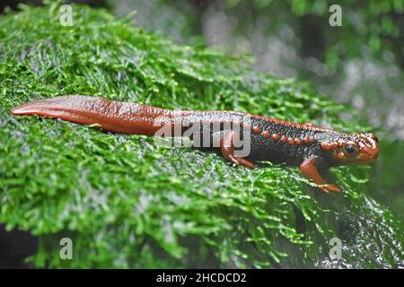 Kaiser Newt Beobachtet, Vollkörper Stockfoto