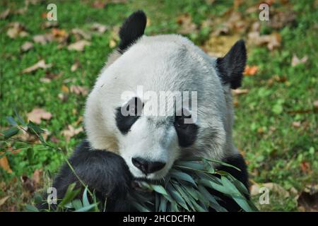 Riesenpanda Gesicht Aus Nächster Nähe Stockfoto