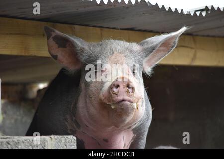 Rosa und graue Schwein Gesicht Nahaufnahme Stockfoto