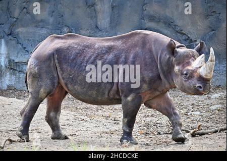 Schwarze Nashorn beim Gehen und Beobachten Stockfoto