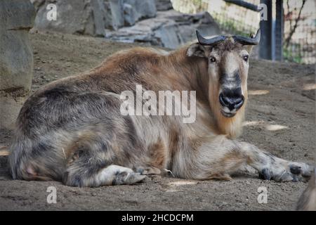 Sichuan Takin lügen und beobachten Stockfoto