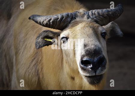 Sichuan Takin Gesicht Nahaufnahme Stockfoto