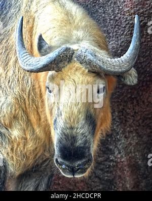 Sichuan Takin Gesicht Nahaufnahme Stockfoto