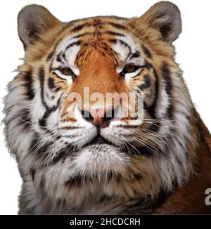 Das Gesicht Des Bengalischen Tigers Ist Aus Der Nähe Stockfoto