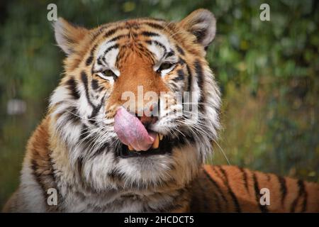 Das Gesicht Des Bengalischen Tigers Ist Aus Der Nähe Stockfoto