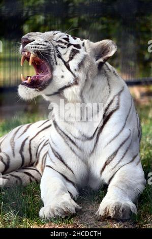 Der weiße Tiger liegt und knurrt Stockfoto