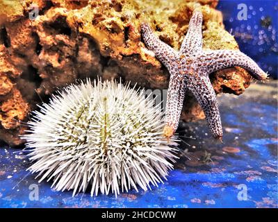 Varigierter Seeigel vor einem Seastar Stockfoto