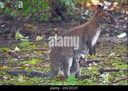 Bennetts Wallaby-Mutter mit Joey in Pouch Stockfoto