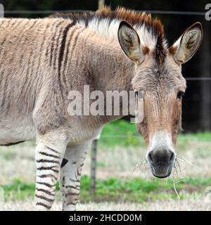 Zonkey Fressen Gras, Gesicht Nahaufnahme Stockfoto