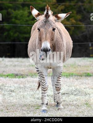 Zonkey beim Gehen und Beobachten, Nahaufnahme Stockfoto