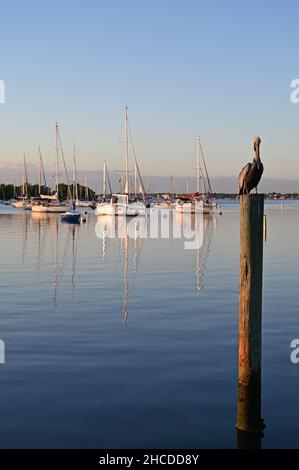 Pelican auf dem Posten mit festgetäuten Segelbooten im Hintergrund in Coconut Grove, Florida bei Sonnenaufgang. Stockfoto