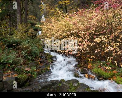 Seidiger Wasserfall der Wahkeena Falls, der durch Laubwälder mit Herbstblättern in der Columbia River Gorge National Scenic Area in Oregon fließt. Stockfoto