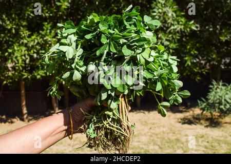 Farm Fresh Fenugreek Blätter Haufen in der Hand, Methi grün Blattgemüse mit Stamm und Wurzel auf Outdoor-Hintergrund. Stockfoto
