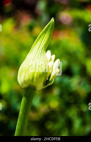 Nahaufnahme einer weißen Agapanthus-Knospenöffnung. Stockfoto