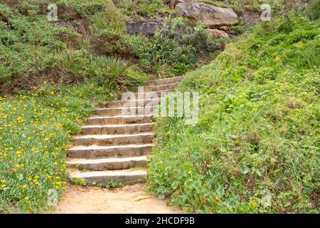 Mittlerer Abschnitt der Schritte vom Turimette Beach, Sydney. Stockfoto