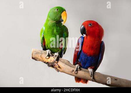 Flache Feldtiefe Foto von in Gefangenschaft gezüchteten Haustier sexuell dimorphen Eclectus roratus Papageien auf einem Zweig sitzen, einer ist männlichen grünen Eclectus Papagei th Stockfoto