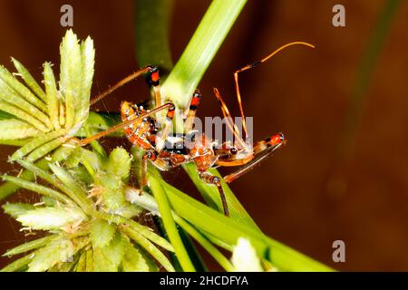 Assassin Bug Nymphe oder Instar. Möglicherweise häufiger Assassin-Fehler, Pristhesancus plagipennis. Coffs Harbour, NSW, Australien Stockfoto