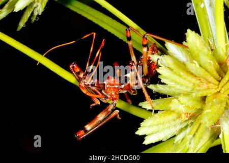 Assassin Bug Nymphe. Möglicherweise häufiger Assassin-Fehler, Pristhesancus plagipennis. Coffs Harbour, NSW, Australien Stockfoto