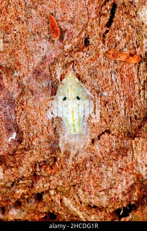 Grüne Planthopper-Nymphe, Siphanta acuta. Wird oft als Torpedo-Bug bezeichnet. Diese Nymphen verändern das Aussehen während der Lebensstadien. Coffs Harbour, NSW, Australien Stockfoto