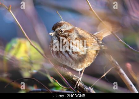 Singsparrow (Melospiza melodia) ein gewöhnlicher Singvögel aus nächster Nähe in Kanada Stockfoto