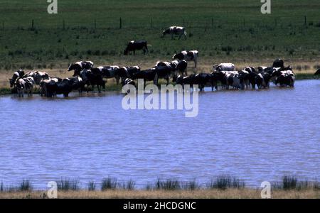 MILCHVIEHHERDE AM RAND UND IM STAUDAMM AUF EINEM LÄNDLICHEN GRUNDSTÜCK IN NEW SOUTH WALES, AUSTRALIEN. Stockfoto