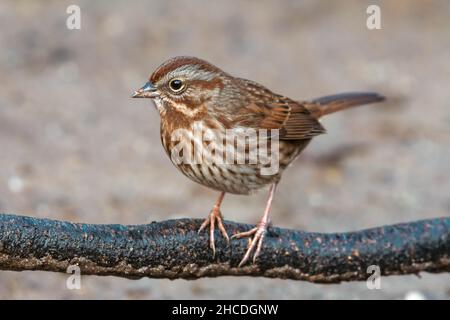 Singsparrow (Melospiza melodia) ein gewöhnlicher Singvögel aus nächster Nähe in Kanada Stockfoto