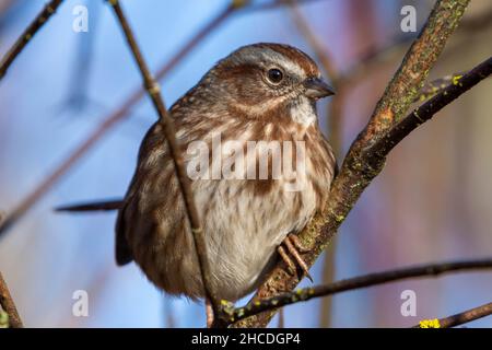 Singsparrow (Melospiza melodia) ein gewöhnlicher Singvögel aus nächster Nähe in Kanada Stockfoto