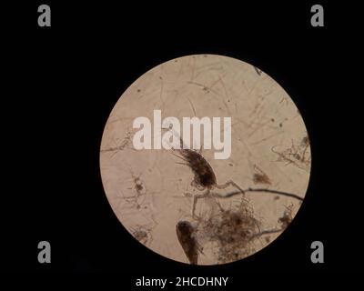 Inferiore Krustentiere unter der Mikroskopvergrößerung. Stockfoto