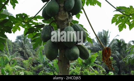 Nahaufnahme eines Papaya-Baumes mit unreifen Papayas am Stamm Stockfoto