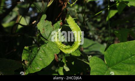 Nahaufnahme einer neu gewachsenen, geflügelten Bohnenschote mit Blättern im Garten Stockfoto