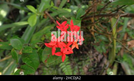 Blick von oben auf eine Dschungelgeranium (Ixora coccinea) Blütengruppe, die im Garten blüht Stockfoto