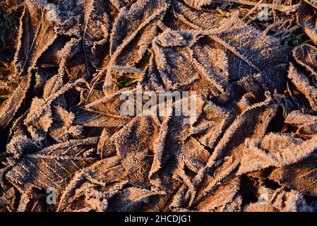 Hintergrund und Textur von alten Blättern von Bäumen mit Frost bedeckt, liegen auf dem Boden in der Kälte Stockfoto