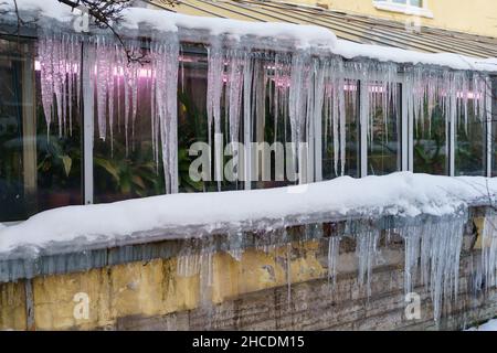 Altes Gewächshaus mit Eiszapfen, die während des Frost- und Tauvorgangs im Winter vom Dach hängen Stockfoto