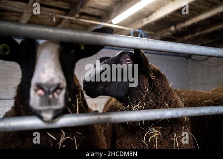 Belgien, Brüssel, 2021-02-23. In Anderlecht, Les Moutons Bruxellois, ist ein Projekt von David, einem städtischen Schäferhund, der eine Schafzucht, Fleisch und begonnen hat Stockfoto