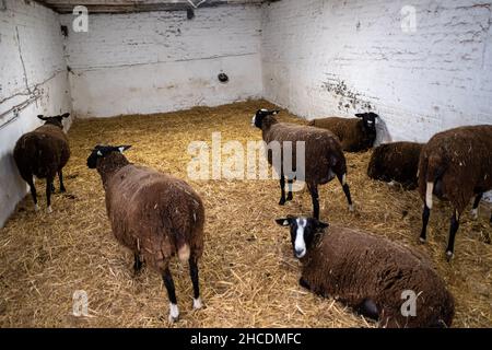 Belgien, Brüssel, 2021-02-23. In Anderlecht, Les Moutons Bruxellois, ist ein Projekt von David, einem städtischen Schäferhund, der eine Schafzucht, Fleisch und begonnen hat Stockfoto