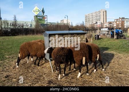 Belgien, Brüssel, 2021-02-23. In Anderlecht, Les Moutons Bruxellois, ist ein Projekt von David, einem städtischen Schäferhund, der eine Schafzucht, Fleisch und begonnen hat Stockfoto