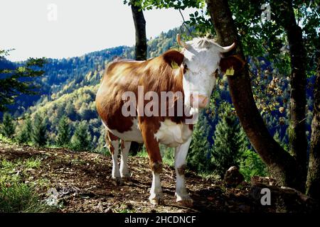 Der junge Stier steht auf einer hohen Weide Stockfoto