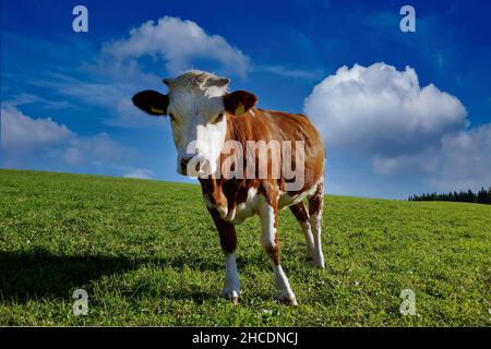 Junger Stier steht auf einer Weide Stockfoto