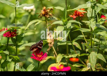 Ein Schmetterling in einer Kombination aus Schwarz, Braun und Weiß sucht auf einer roten Zinnienblume auf einem unscharfen grünen Laubhintergrund nach Honig und Sitzstangen, Stockfoto
