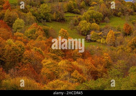 Farbenfrohe Herbstwaldkulisse in Siebenbürgen, mit einer alten Hütte in den Bäumen versteckt. Das Foto wurde am 17th. Oktober 2021 in der Nähe des Sees Geamana, Alba Cou, aufgenommen Stockfoto