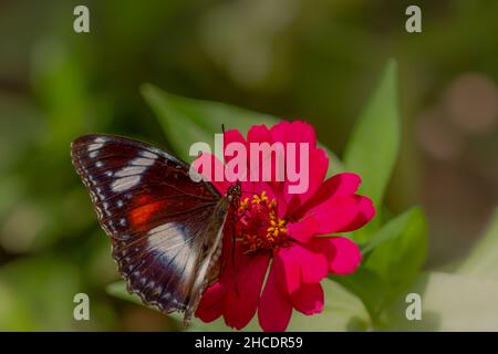 Ein Schmetterling in einer Kombination aus Schwarz, Braun und Weiß sucht auf einer roten Zinnienblume auf einem unscharfen grünen Laubhintergrund nach Honig und Sitzstangen, Stockfoto