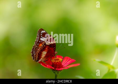 Ein Schmetterling in einer Kombination aus Schwarz, Braun und Weiß sucht auf einer roten Zinnienblume auf einem unscharfen grünen Laubhintergrund nach Honig und Sitzstangen, Stockfoto