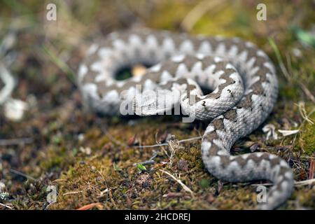 Nahaufnahme einer jungen weiblichen Nasenhornviper (Vipera ammodytes). Foto aufgenommen am 31st. Mai 2021, im Nationalpark Domogled-Cernei-Tal, Rumänien Stockfoto