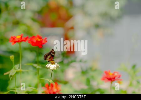 Ein Schmetterling in einer Kombination aus Schwarz, Braun und Weiß sucht nach Honig und stert auf einer weißen Zinnienblüte auf einem verschwommenen grünen Laub Stockfoto